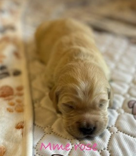 Des Terres De Toscane - Chiots disponibles - Golden Retriever