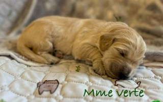 Des Terres De Toscane - Chiots disponibles - Golden Retriever