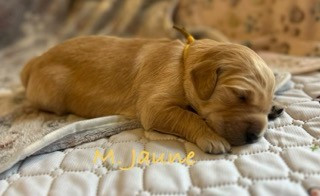 Des Terres De Toscane - Chiots disponibles - Golden Retriever