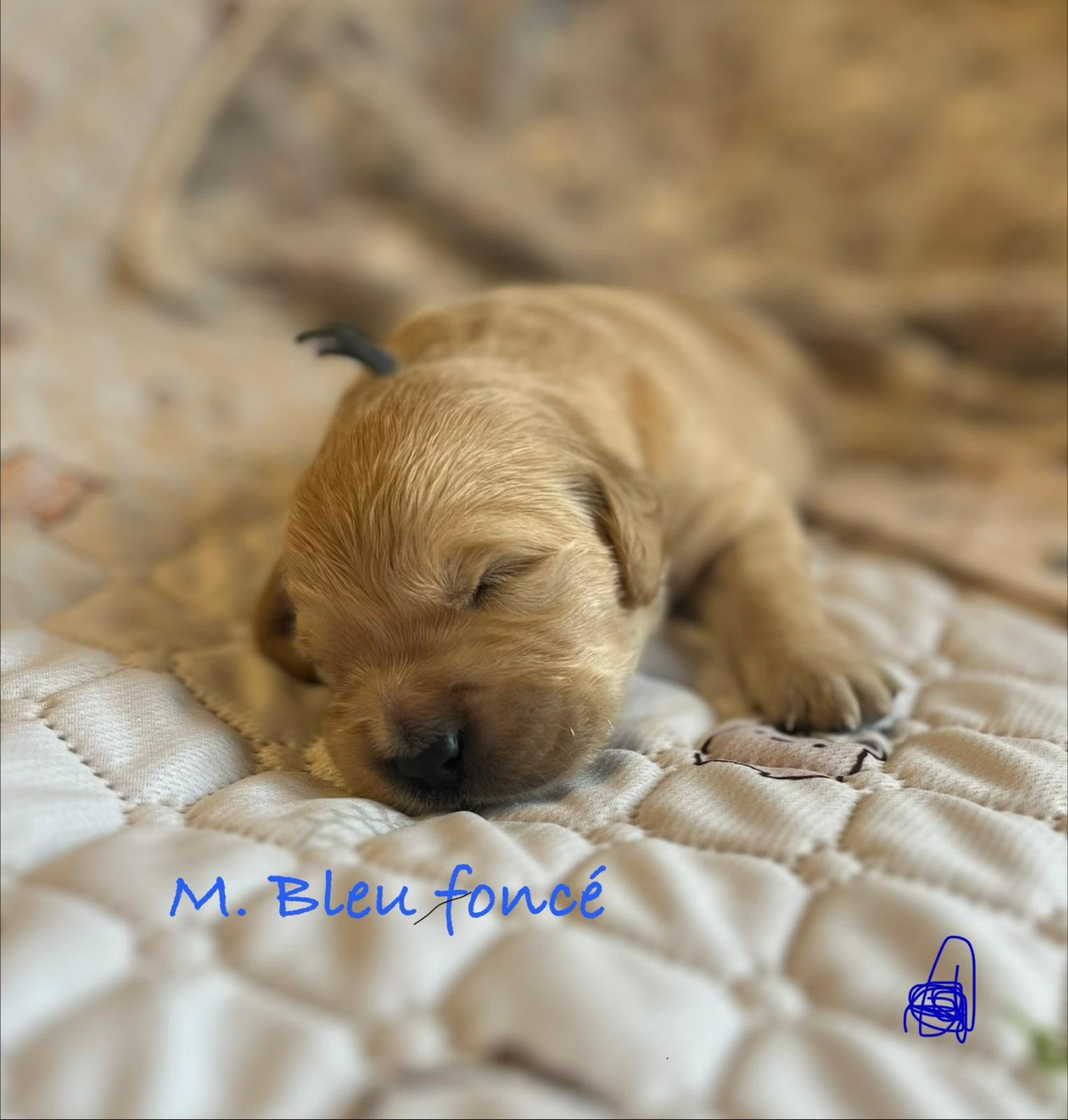 Des Terres De Toscane - Chiots disponibles - Golden Retriever