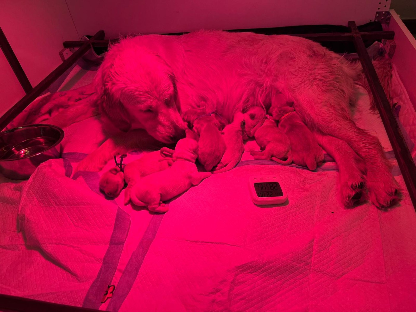 Chiot Golden Retriever Des Terres De Toscane
