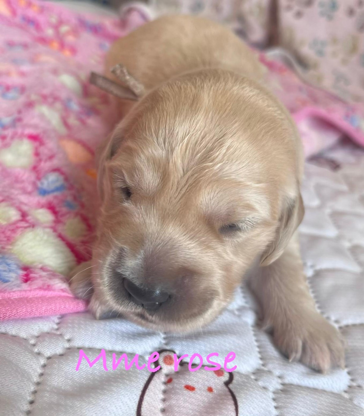 Des Terres De Toscane - Chiots disponibles - Golden Retriever