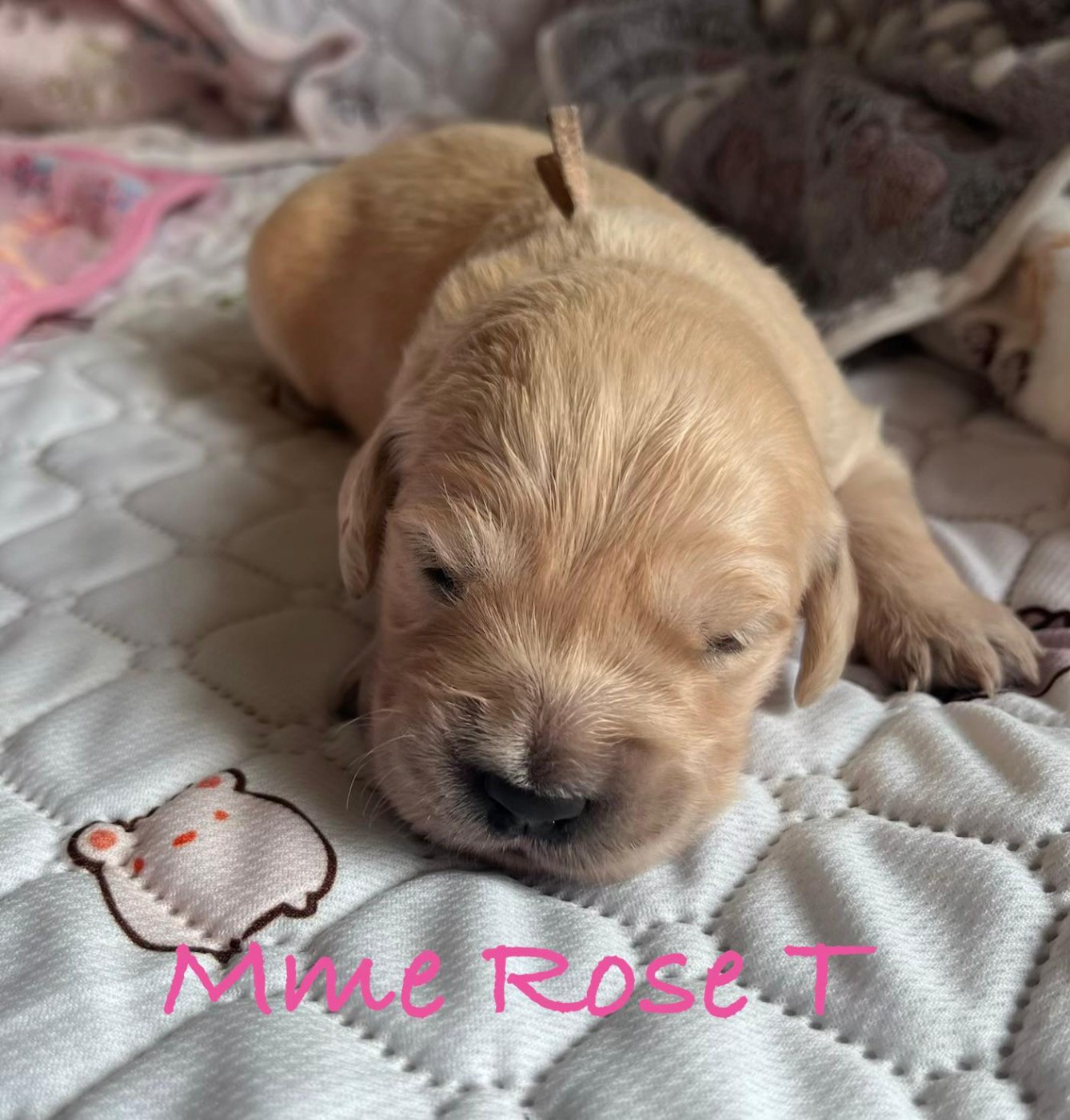 Des Terres De Toscane - Chiots disponibles - Golden Retriever