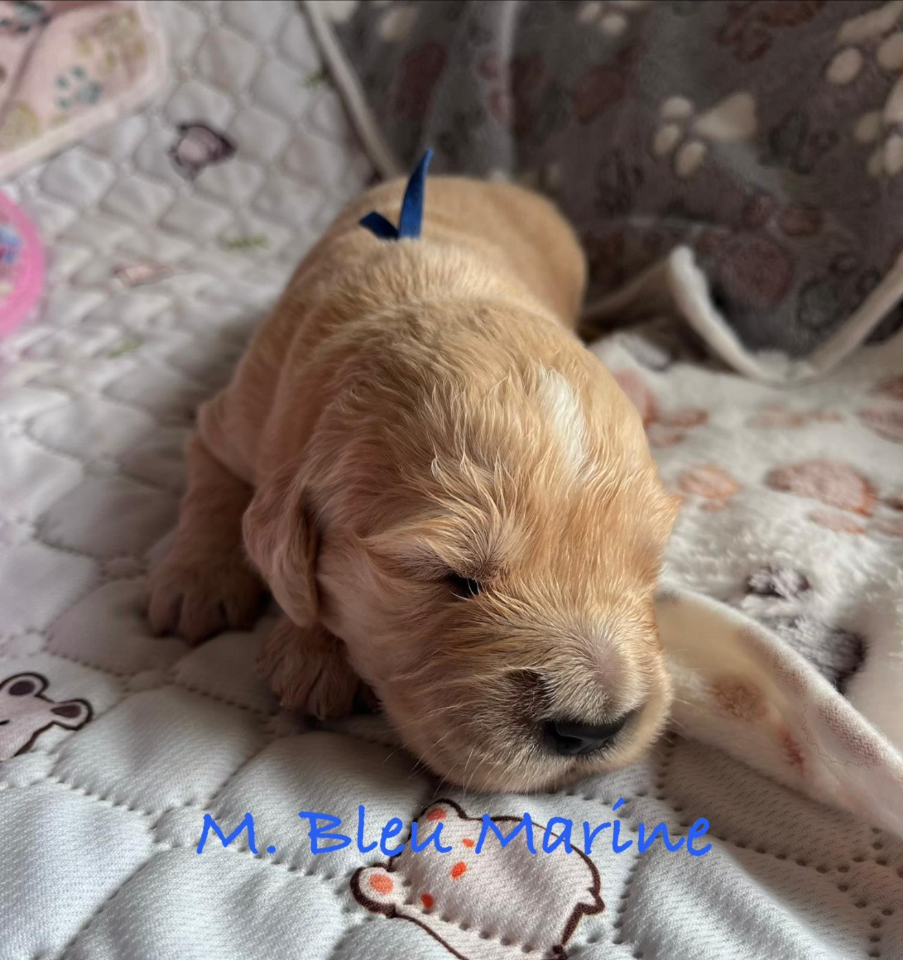 Des Terres De Toscane - Chiots disponibles - Golden Retriever