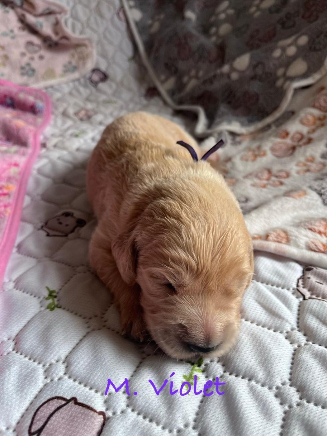 Des Terres De Toscane - Chiots disponibles - Golden Retriever