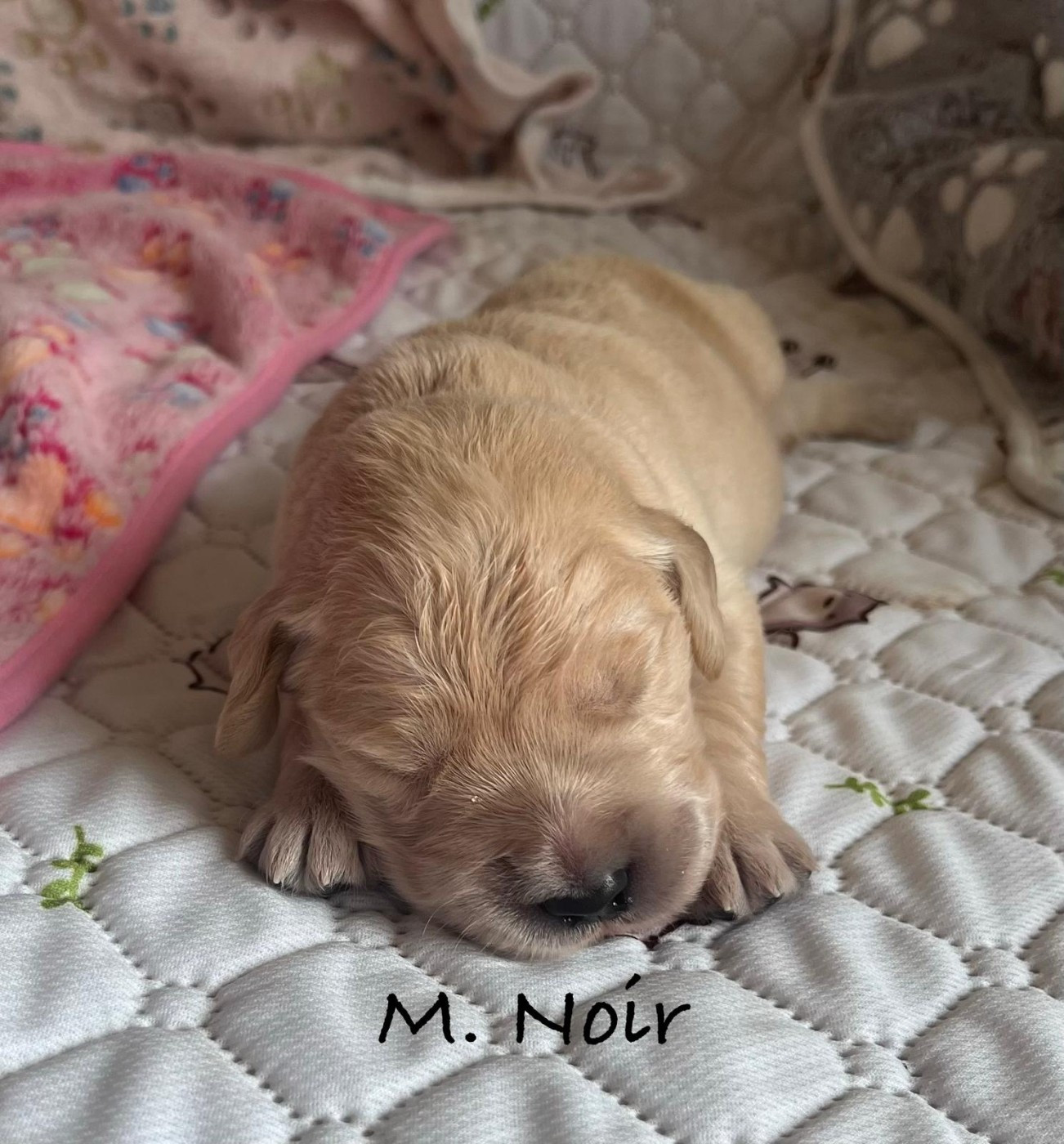 Des Terres De Toscane - Chiots disponibles - Golden Retriever