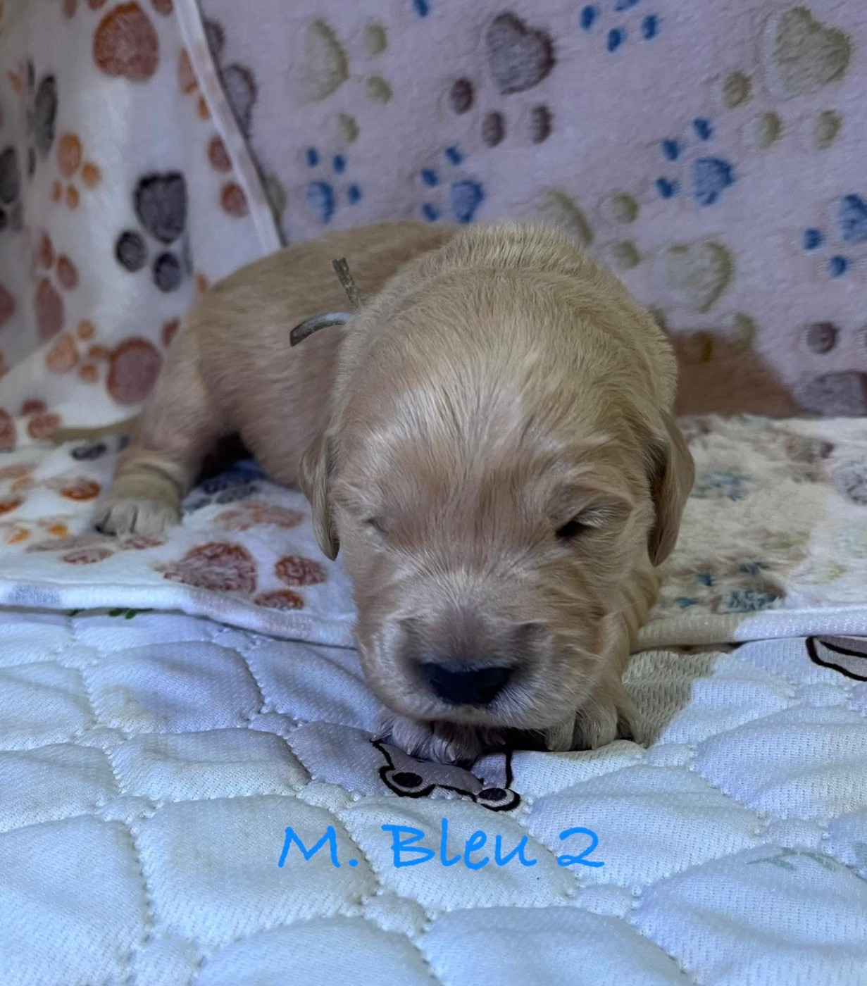 Des Terres De Toscane - Chiots disponibles - Golden Retriever