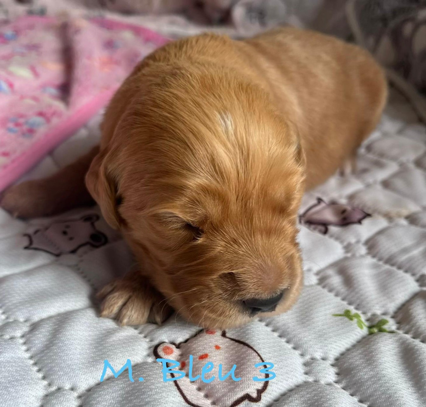 Des Terres De Toscane - Chiots disponibles - Golden Retriever