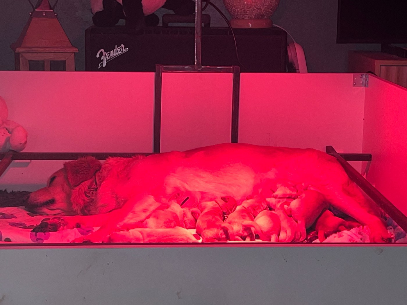 Chiot Golden Retriever Des Terres De Toscane