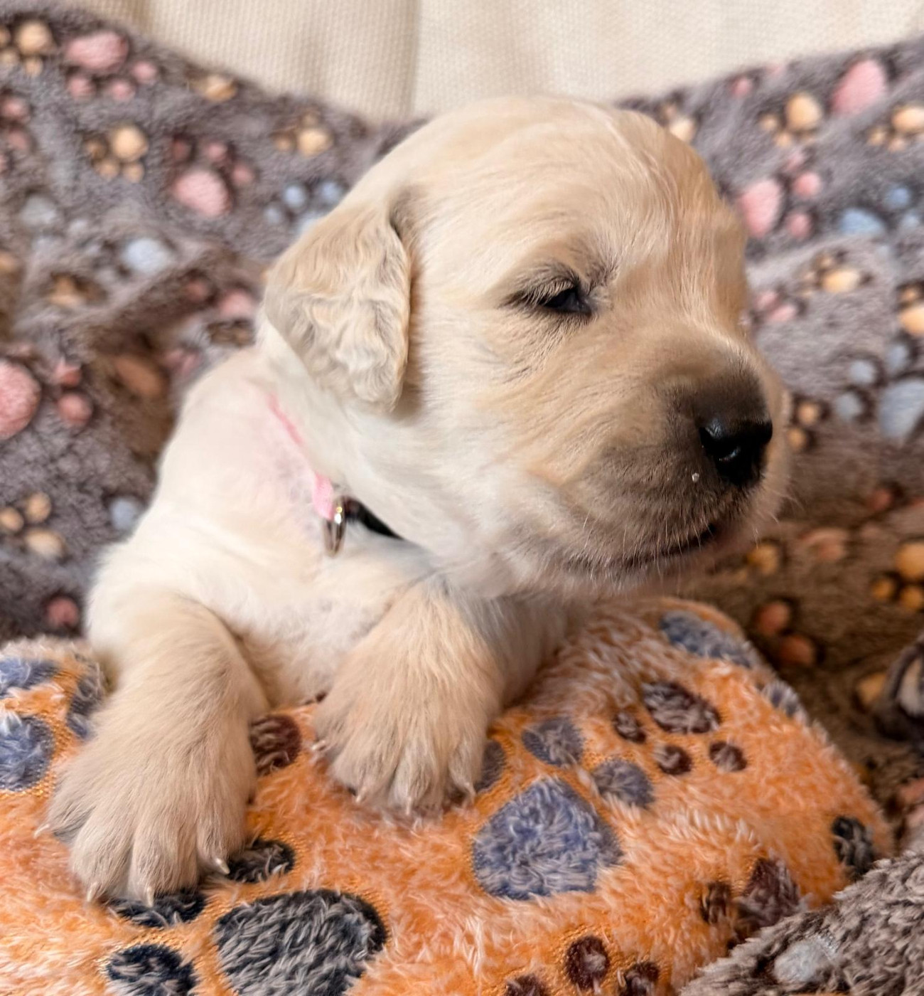 Des Terres De Toscane - Chiots disponibles - Golden Retriever