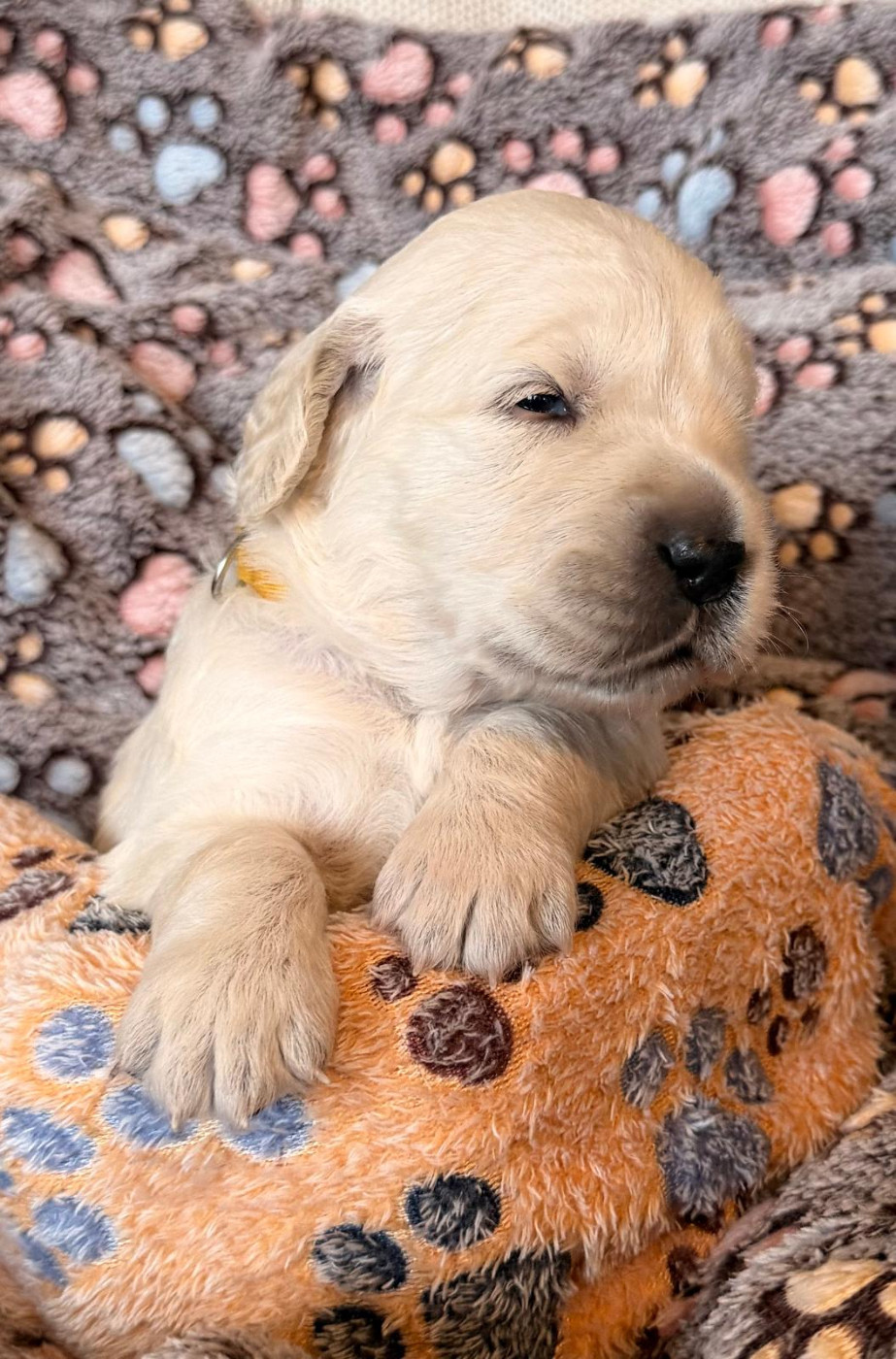 Des Terres De Toscane - Chiots disponibles - Golden Retriever