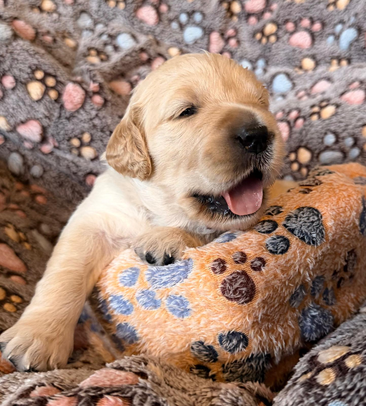 Des Terres De Toscane - Chiots disponibles - Golden Retriever