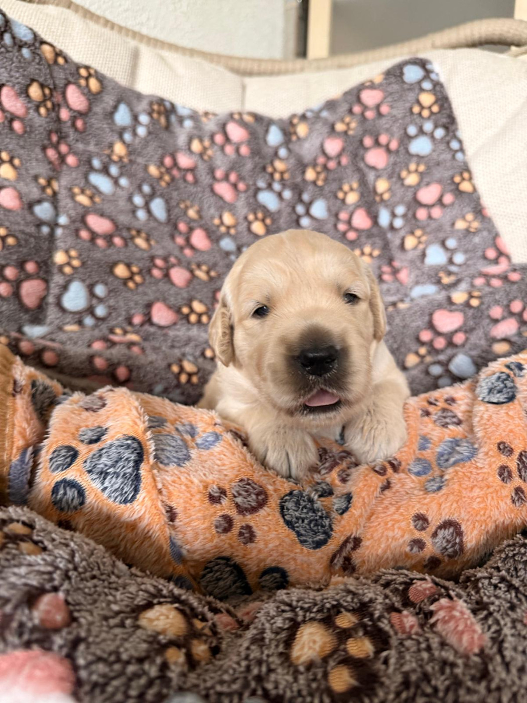 Des Terres De Toscane - Chiots disponibles - Golden Retriever