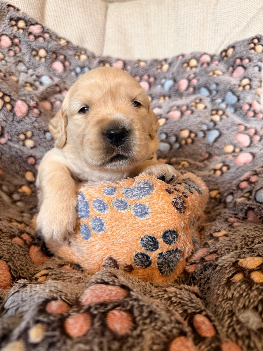 Des Terres De Toscane - Chiots disponibles - Golden Retriever